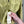 Stone Island Yellow Overshirt