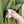 C.P. Company Green Pro-Tek Primaloft Jacket