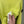 Stone Island Pistachio Jumper