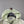 Stone Island Pastel Green Supima Cotton Twill Jacket