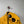 C.P. Company Yellow Gore-Tex Infinium Goggle Jacket