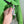 C.P. Company Green Protek Primaloft Jacket